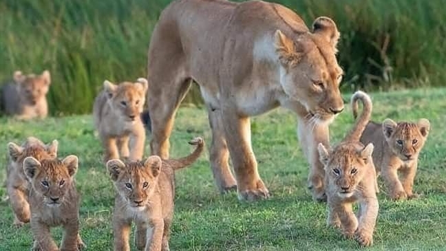 Животный мир : Звериная свобода