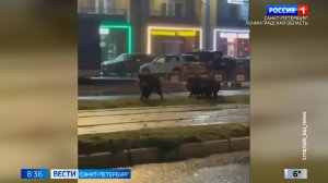 Вести Санкт-Петербург. Выпуск 08.35 от 12.11.2025