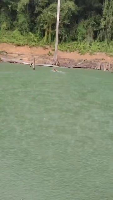 Сила и грация: тигр в заплыве показал мастер-класс по плаванию смотреть онлайн