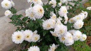 Что делаю в саду в ноябре и мой бал хризантем