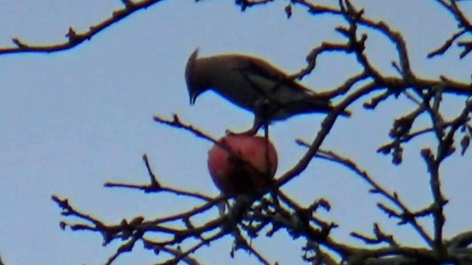 Свиристель поедает яблоко в саду