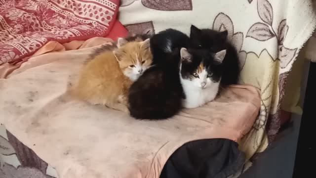 Вместо грибов насобирала котят!