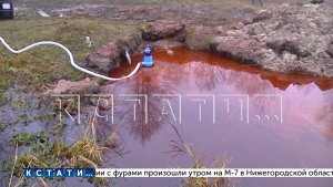 Животные пострадали из-за разлива нефти у железной дороги