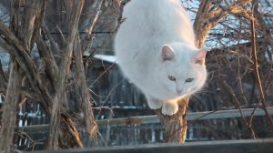 БЕЛЫШ.Видео Татьяны Крестьянсковой
