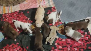 Айрис (Тася) пришла в гости к Бэшкам 12.11.25 #цены ОТ 35 тр #купитьщенкачихуахуапродаю +79215950848