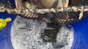 Запуск Леща в Основной водоем