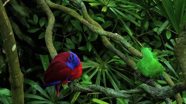 Дикая природа 4К 8К Full HD ультра (Wildlife 4K 8K Full HD Ultra) смотреть онлайн