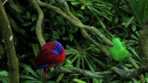 Дикая природа 4К 8К Full HD ультра (Wildlife 4K 8K Full HD Ultra)