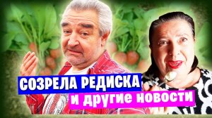📌 Созрела редиска и другие новости от жителей Донецка / Обычный воскресный день 🍽