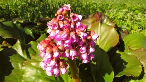 Весенний Бодан