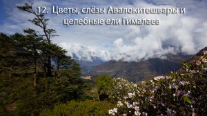 12. Цветы, слёзы Авалокитешвары и целебные ели Гималаев