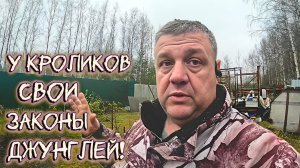 У кроликов свои законы джунглей