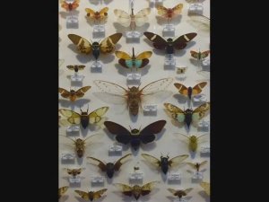 Застывшая красота - коллекция из "Аптекарского  огорода".