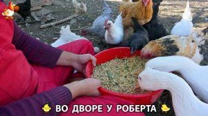 Содержание кур в домашних условиях и других птиц во дворе у Роберта 🐣🐤🦆🐔🪿🦃 (331)