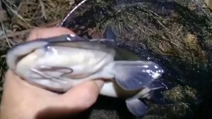 Рефтинское . Сом американский в Октябре , начало Ноября .