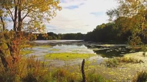 Завораживающая Природа 8K ULTRA HD 60 КАДРОВ В СЕКУНДУ