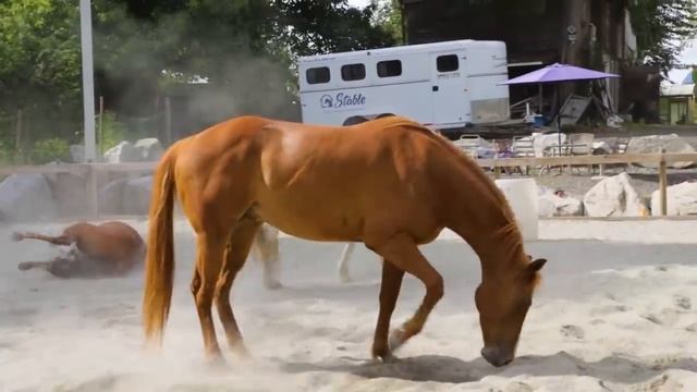 Котейка ТВ. Домашние животные и их детеныши. Семья животных для детей смотреть онлайн