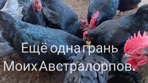 Утята из под квочек.