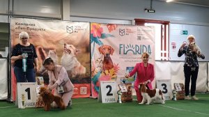 16.08.2025, СПБ. Клуб "Кентавр" (РКФ, РФСС). Выставка собак САС 9 группы FCI