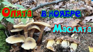 Опята и маслята в ноябре