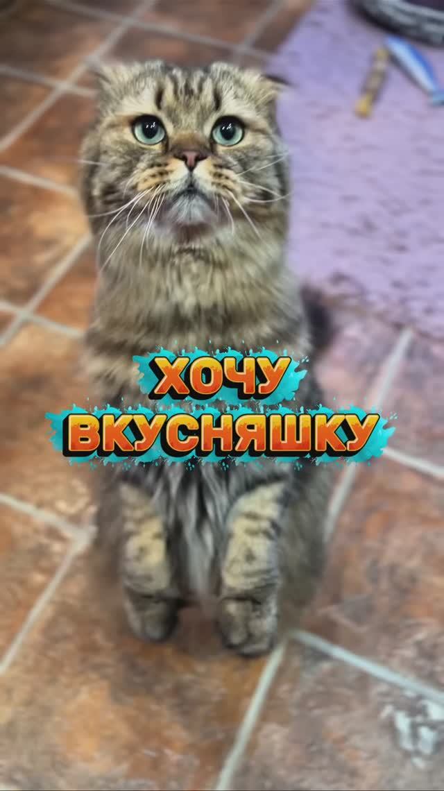 Когда очень хочется вкусняшку😸 #котики #юмор #кот