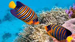 Египет, Шарм-эль-Шейх. Дайвинг и снорклинг с яхты «Адам» в заповеднике Рас-Мухаммед. Дата мероприяти