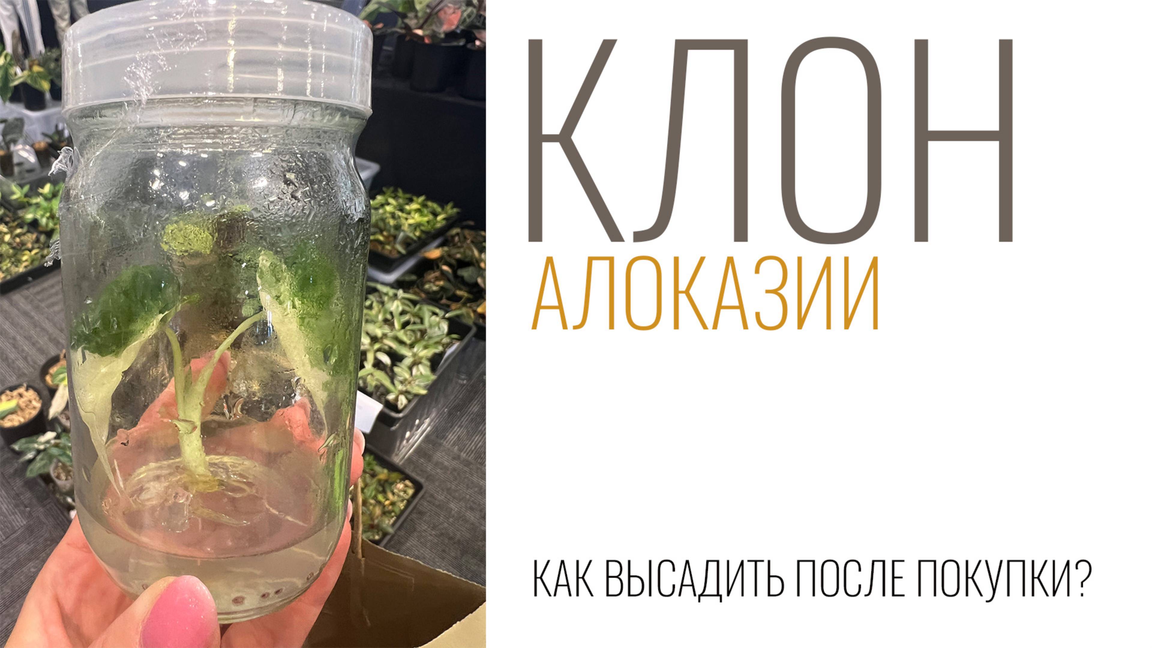 №122. Клон алоказии. Как высадить и адаптировать клона. От банки до взрослого растения. смотреть онлайн