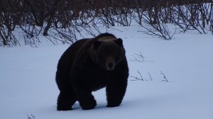 Медведь хотел познакомиться....