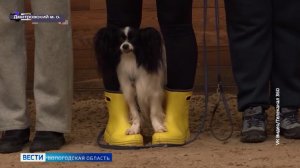 Спортобзор: чемпионат мира по метанию ножа, новости аджилити и другие события сферы