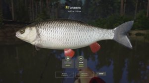 РР4 Вьюнок. Голавль.