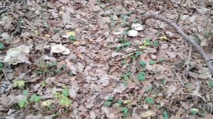 И снова в лес! Проверка грибов 11.11.2025