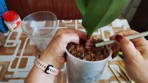 🆘🆘🆘 Орхидея Brother You желтит лист 😭😭😭