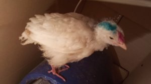 Цыпа пошёл на поправку после эуфиллина. Имбридинг у Пушкинской бывает. Даже мои циплята.