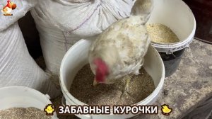 Забавные курочки несушки на сельском подворье 🤗😂😜 (18)