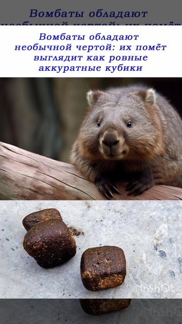 Про ВОМБАТА