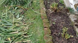 Как я лилейники обрезаю на зиму. 2025