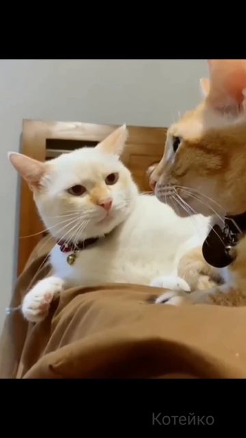 Ты точно что-то задумал.. Я же вижу!!