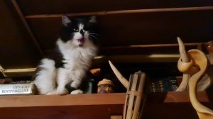 Прогулка по деревне, пушистая проныра и вечер у печки