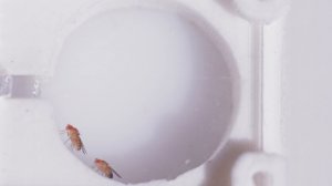 DROSOPHILA MELANOGASTER