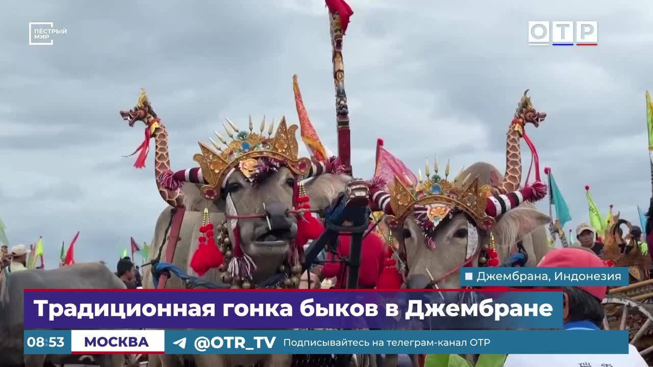 Традиционная гонка быков в Джембране