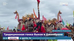 Традиционная гонка быков в Джембране