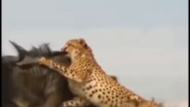 Гепард ОХОТИТСЯ НА БИЗОНА. ДИКАЯ ПРИРОДА