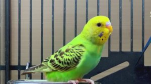 МУЗЫКА, КОТОРАЯ ТРОГАЕТ ДО ГЛУБИНЫ ДУШИ