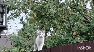 Артём рассказывает про свою кошку.