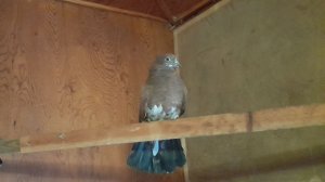 Николаевские голуби Молодые "Школьники"