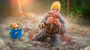ГРИБНИК В ШОКЕ. НАШЁЛ МНОГО ЦЕННЫХ ГРИБОВ. ЗА ГРИБАМИ В ФИНЛЯНДИЮ. СБОР БОРОВИКОВ