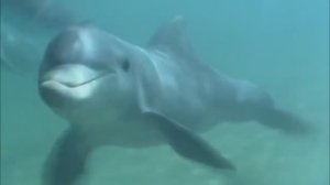 Дельфины