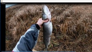 Ловля щуки с берега в ноябре , на мандулу. Закрытие рыболовного  сезона по жидкой воде.
