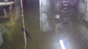 Жительница Кузбасса развела карпов в затопленном подвале жилого дома