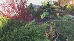 Какие растения ещё украшают сад,  11 ноября .